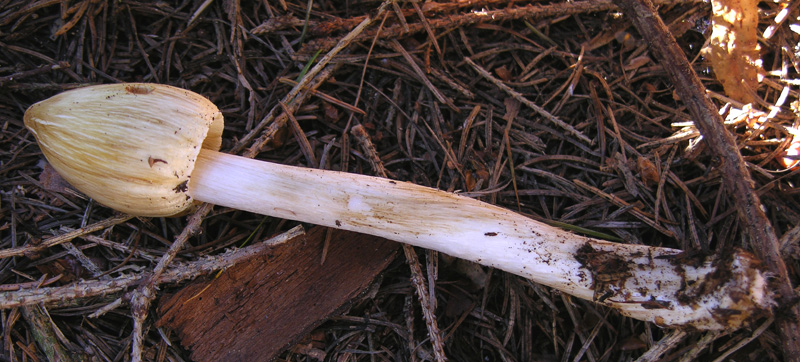 Inocybe.